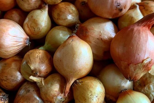 Матанга ссылка зеркало onion top com