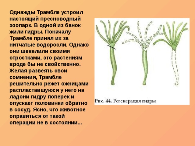 Гидра луковая ссылка
