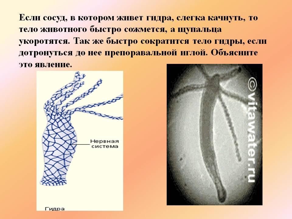 Kraken ссылка tg
